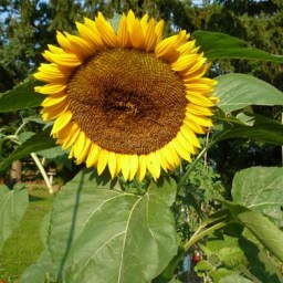 The Last Sunflower Standing